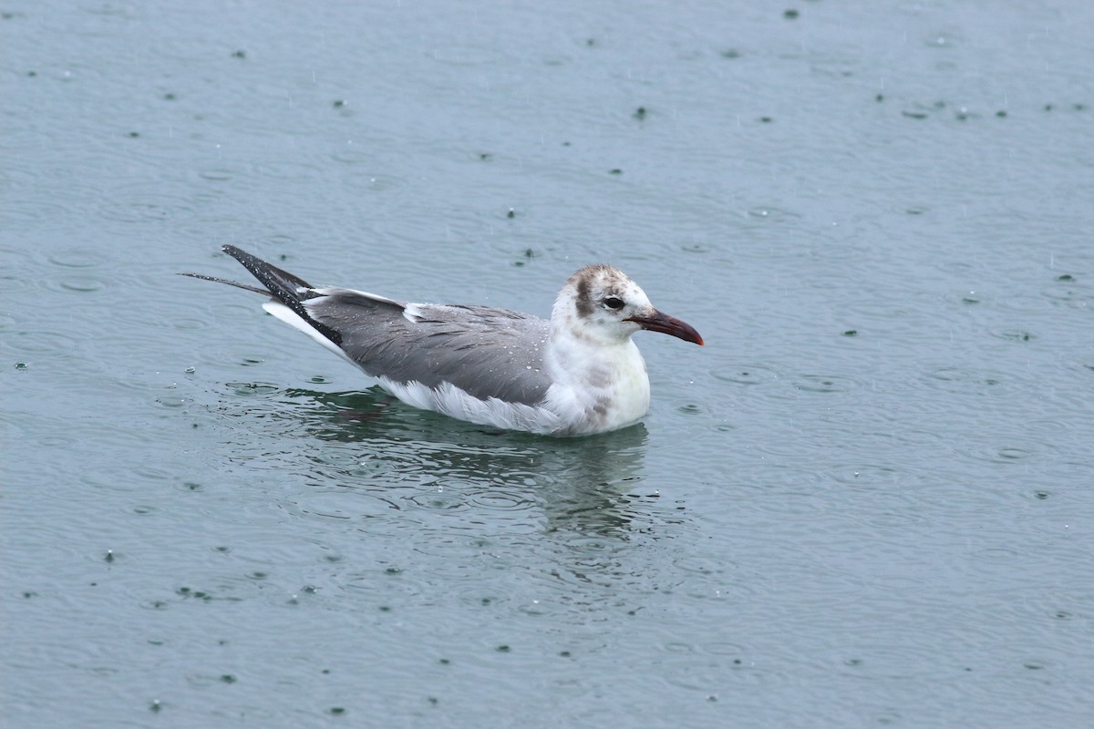 Laughing Gull - ML620450750