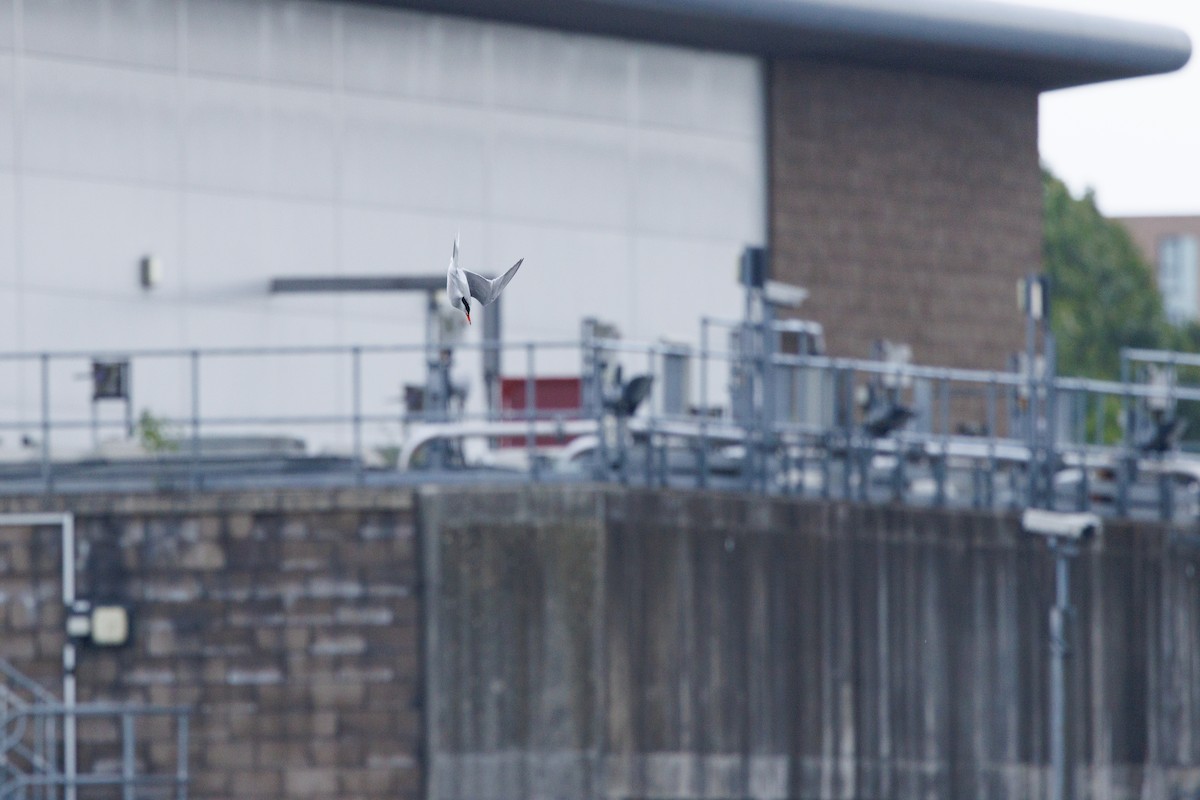 Common Tern - ML620450754