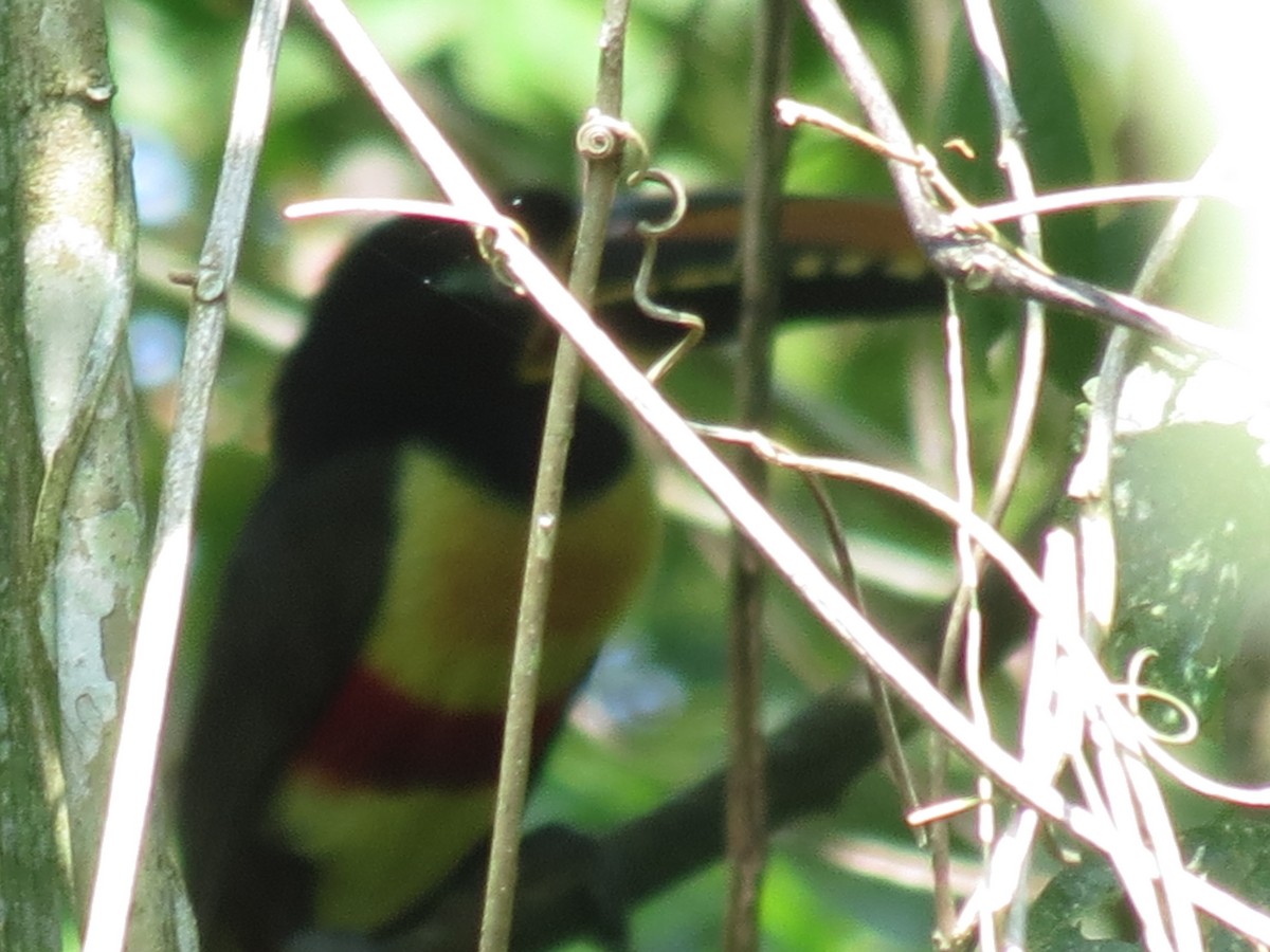 Chestnut-eared Aracari - ML620450758