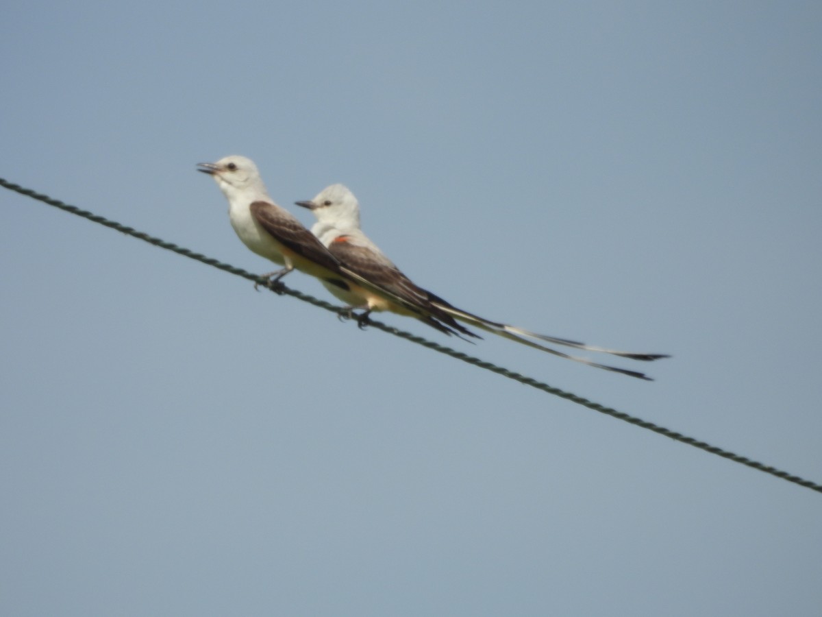 Scissor-tailed Flycatcher - ML620450760