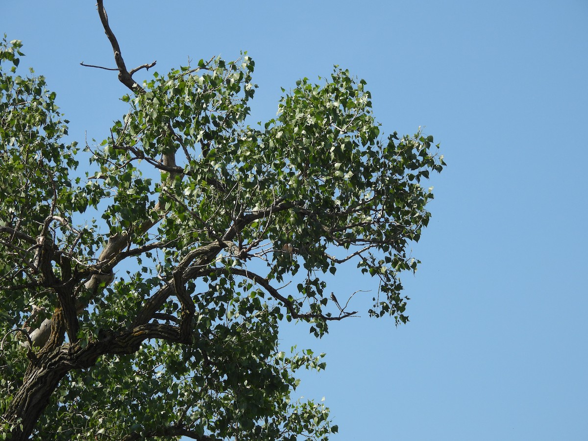 Scissor-tailed Flycatcher - ML620450765