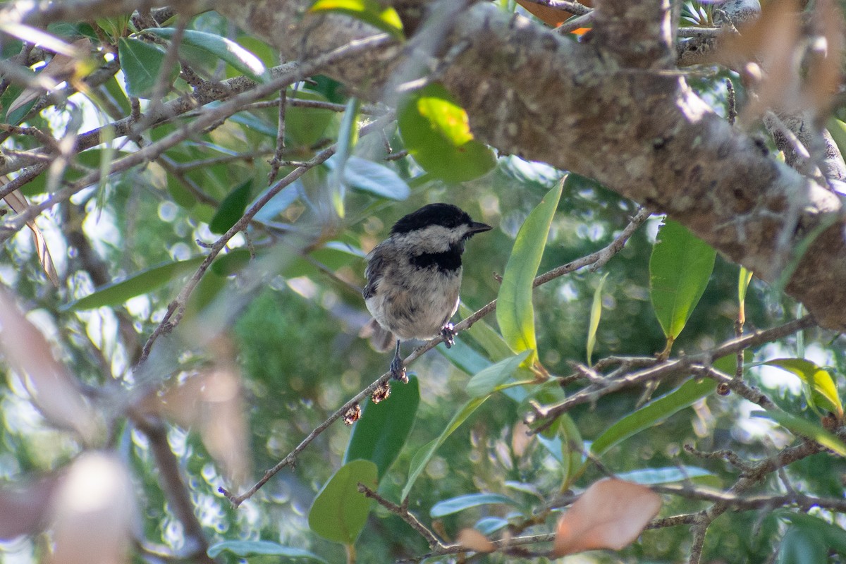 Mésange de Caroline - ML620450767