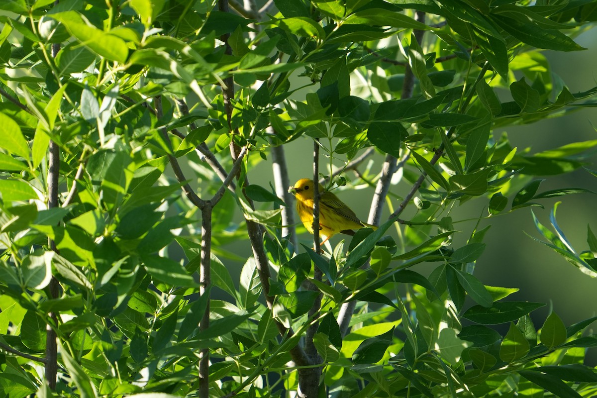 Yellow Warbler - ML620450768