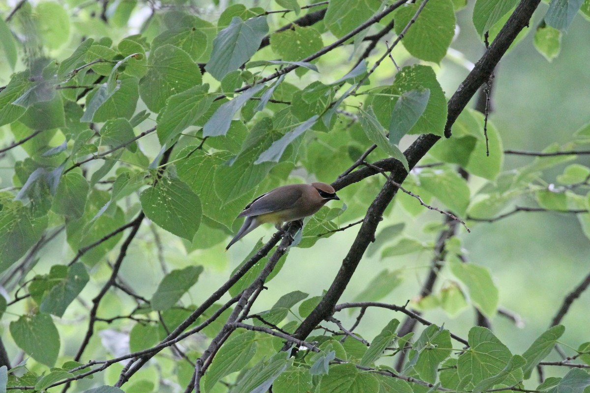 Cedar Waxwing - ML620450769