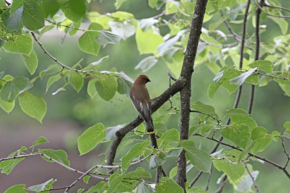 Cedar Waxwing - ML620450770