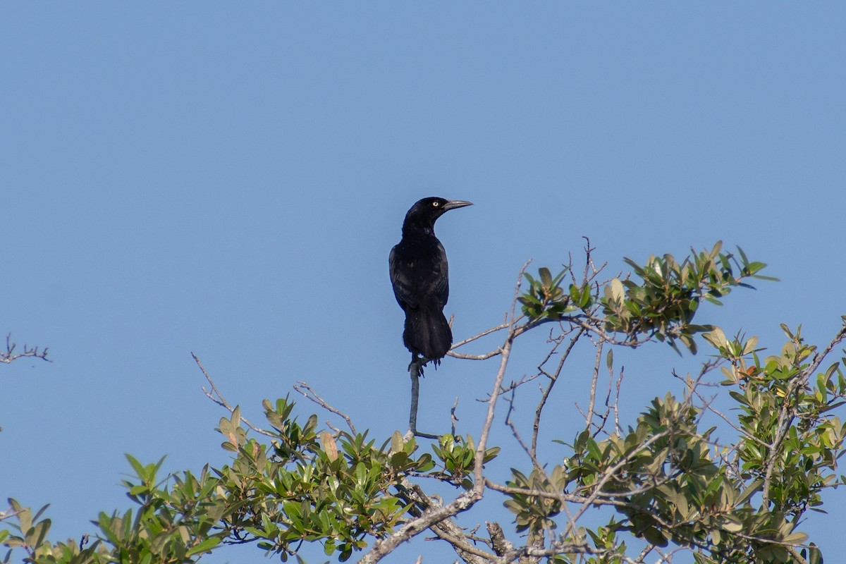 Boat-tailed Grackle - ML620450775