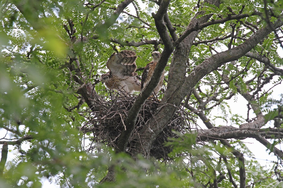 Cooper's Hawk - ML620450785