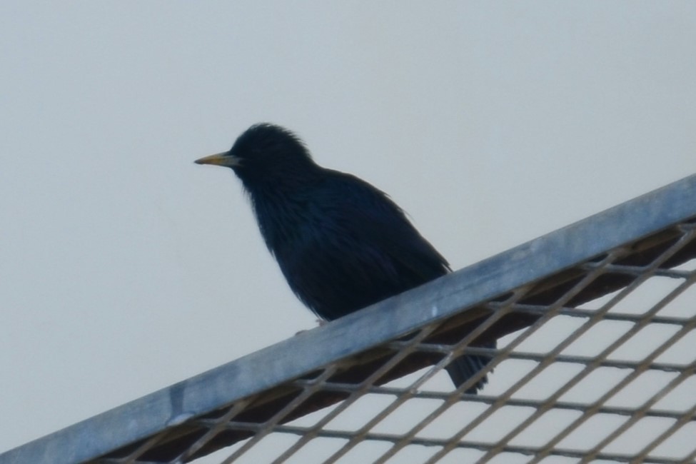 Spotless Starling - Alain Rouge