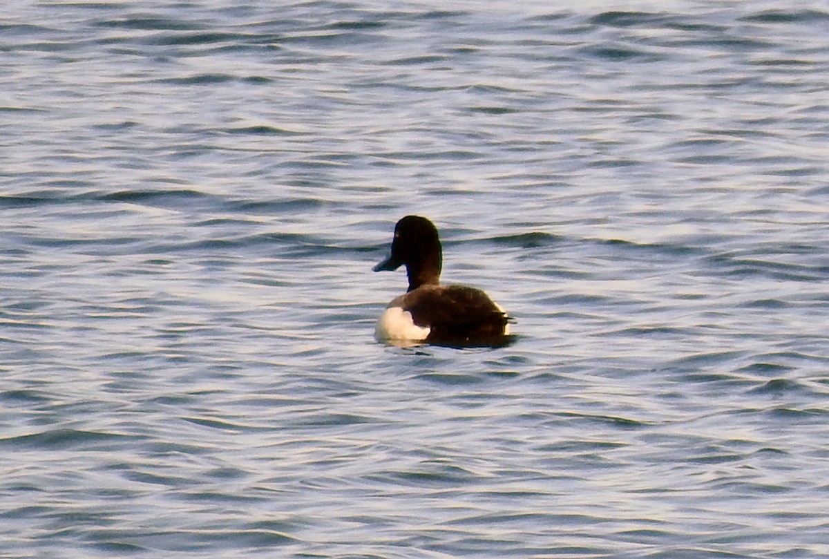 Greater Scaup - ML620450801