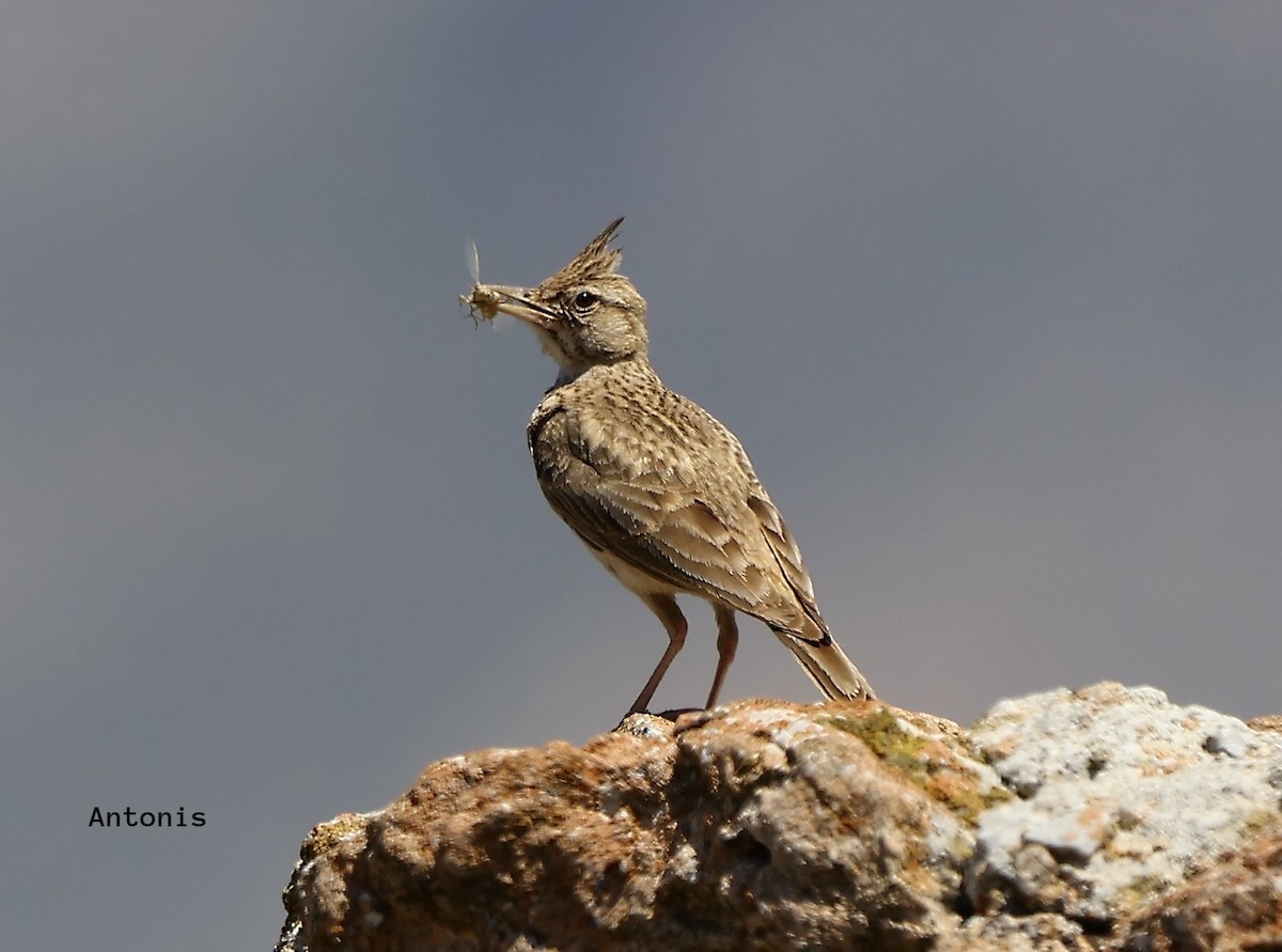 Crested Lark - ML620450802