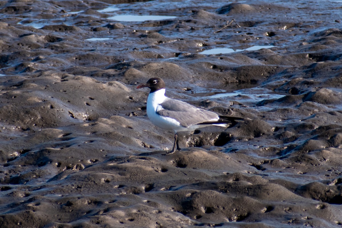 Gaviota Guanaguanare - ML620450807