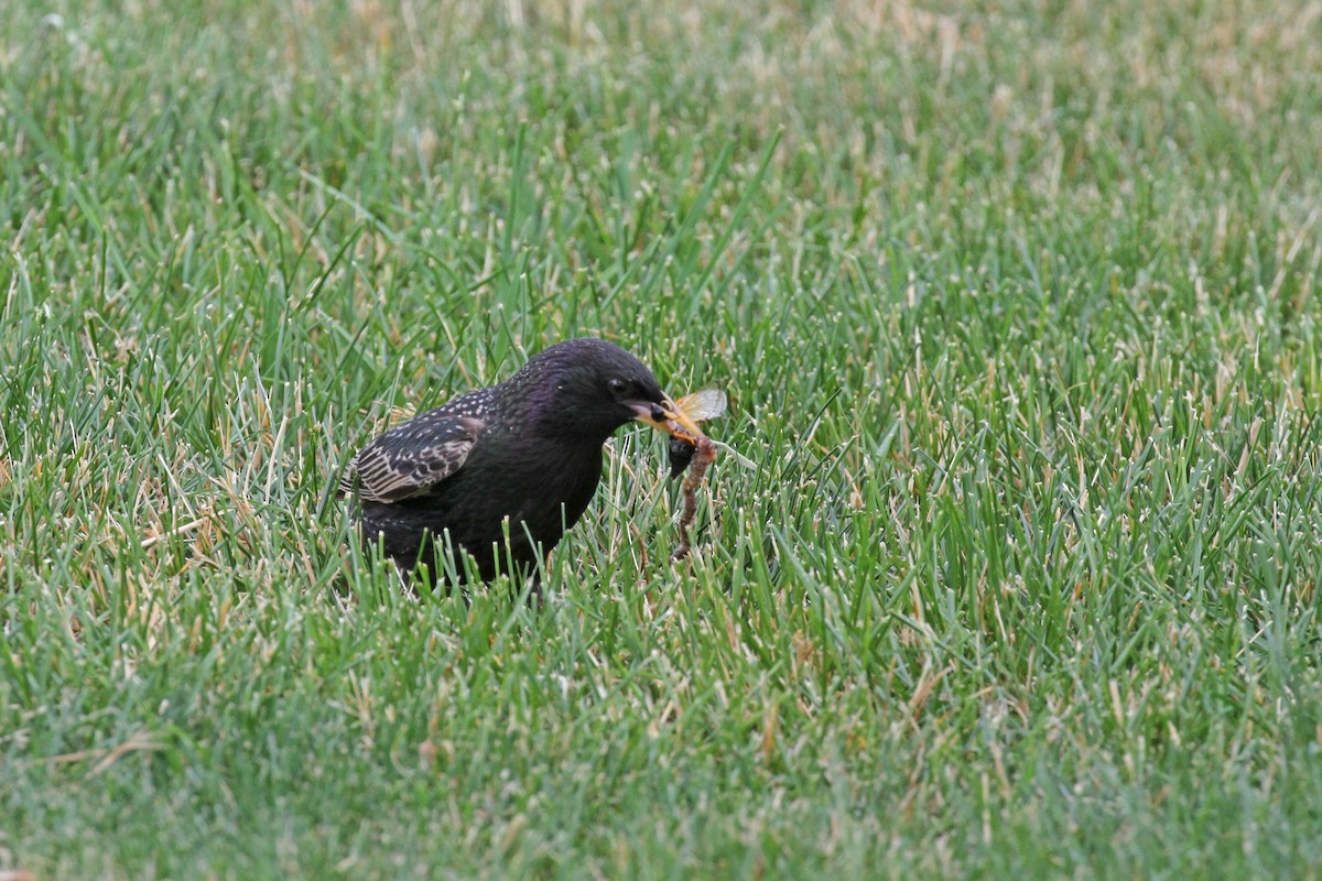 European Starling - ML620450810