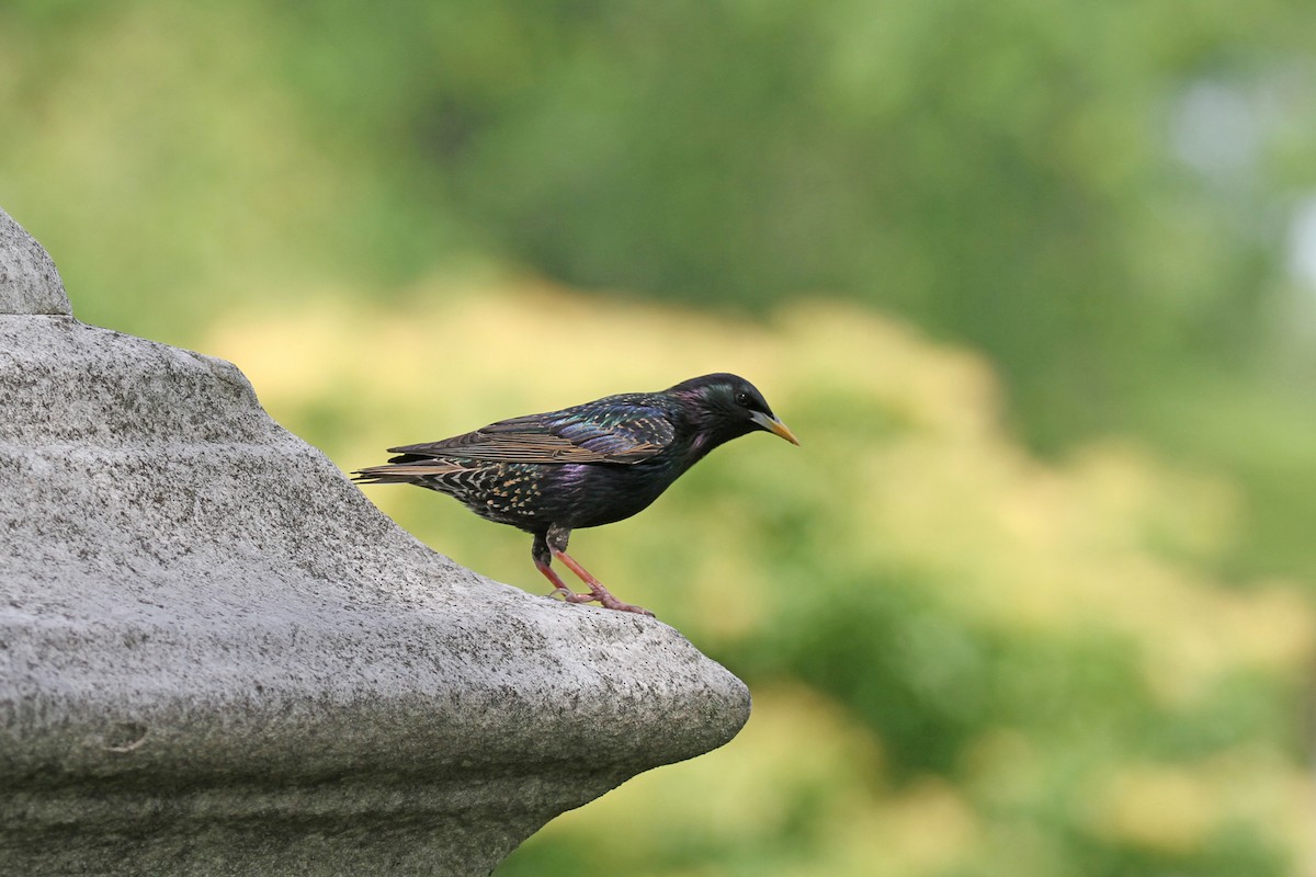 European Starling - ML620450811