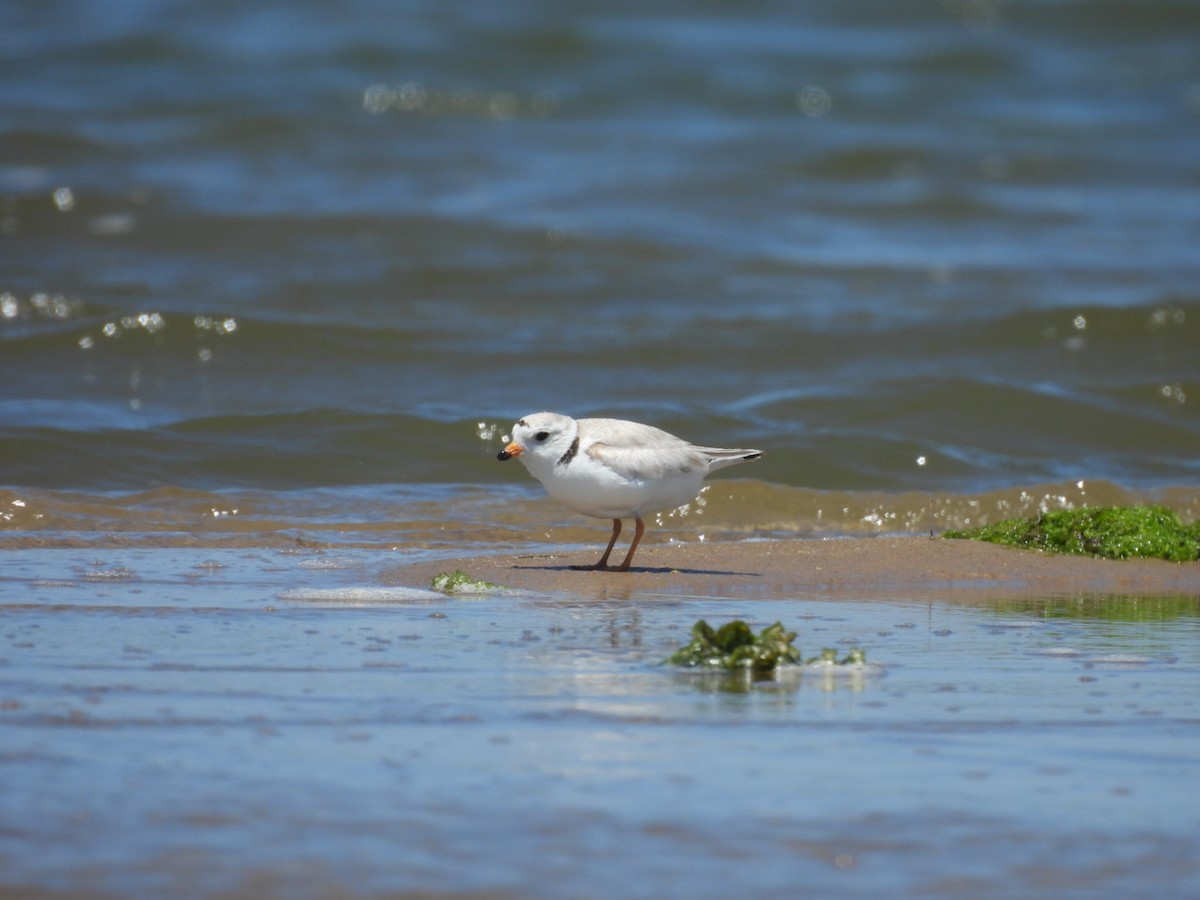 Piping Plover - ML620450813