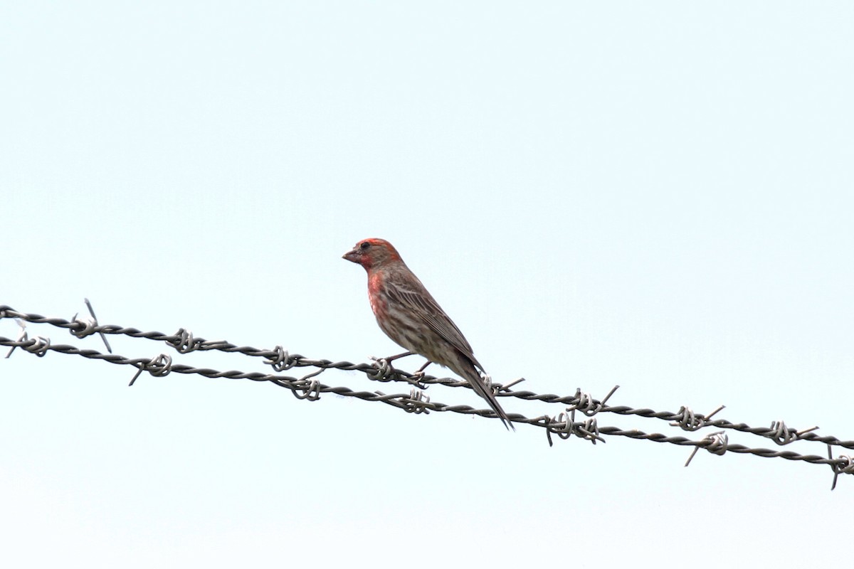 House Finch - ML620450817