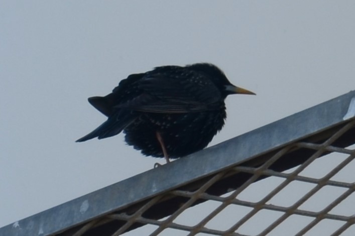 European Starling - ML620450818