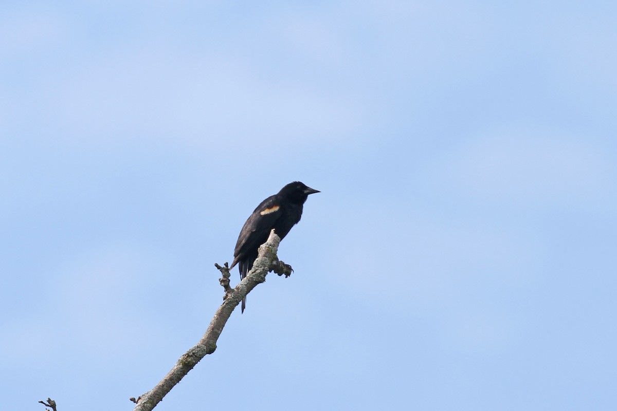 Red-winged Blackbird - ML620450820