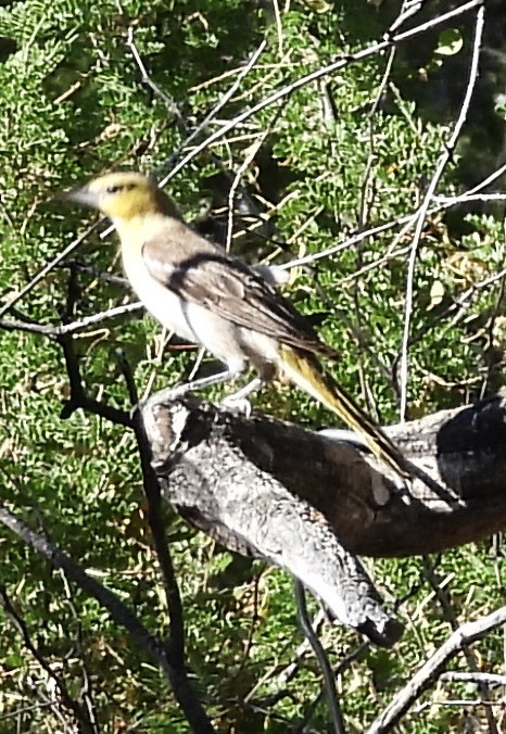 Bullock's Oriole - ML620450824