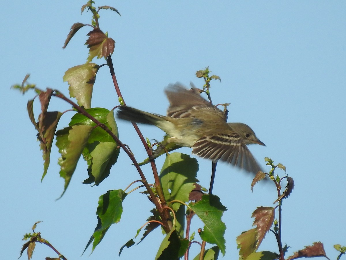 Willow Flycatcher - ML620450825