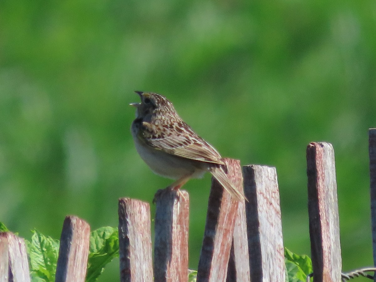 Grasshopper Sparrow - ML620450833