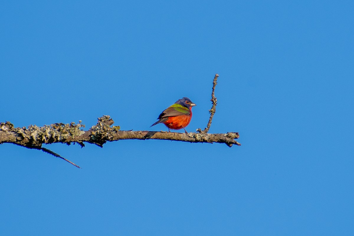 Painted Bunting - ML620450836