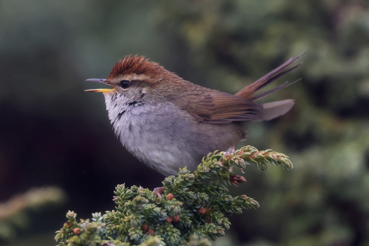 Chestnut-crowned Bush Warbler - ML620450837