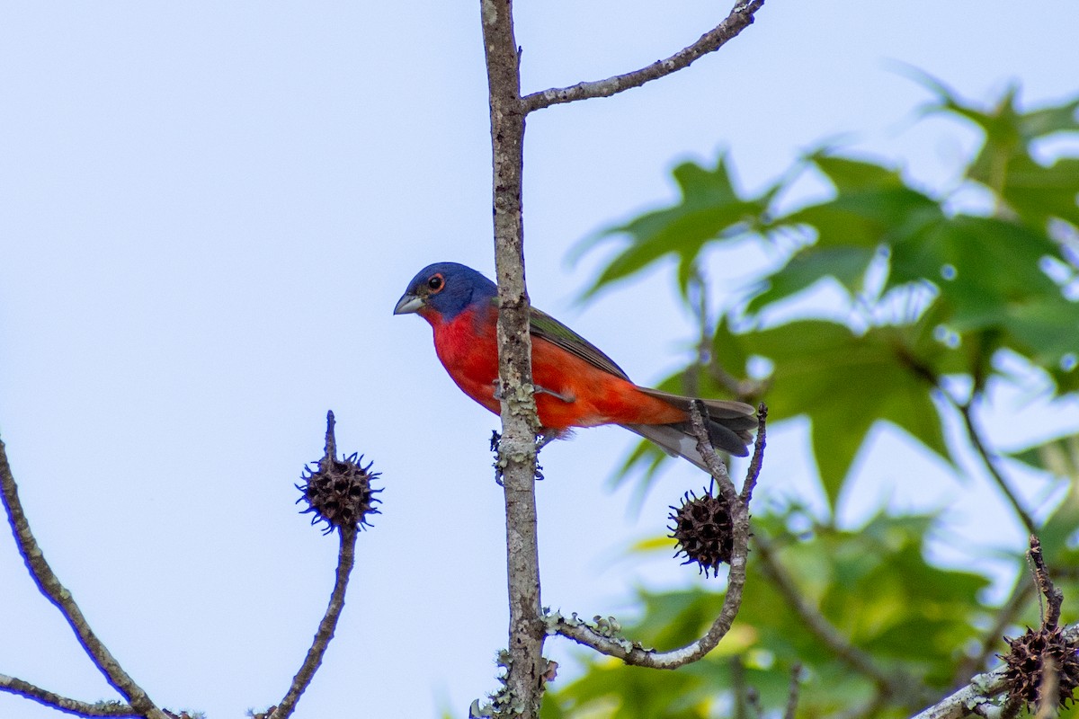 Painted Bunting - Charles Donnelly