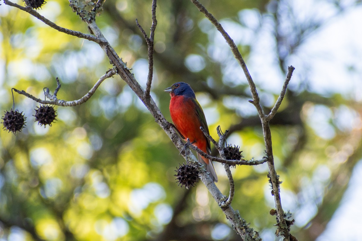 Painted Bunting - ML620450844