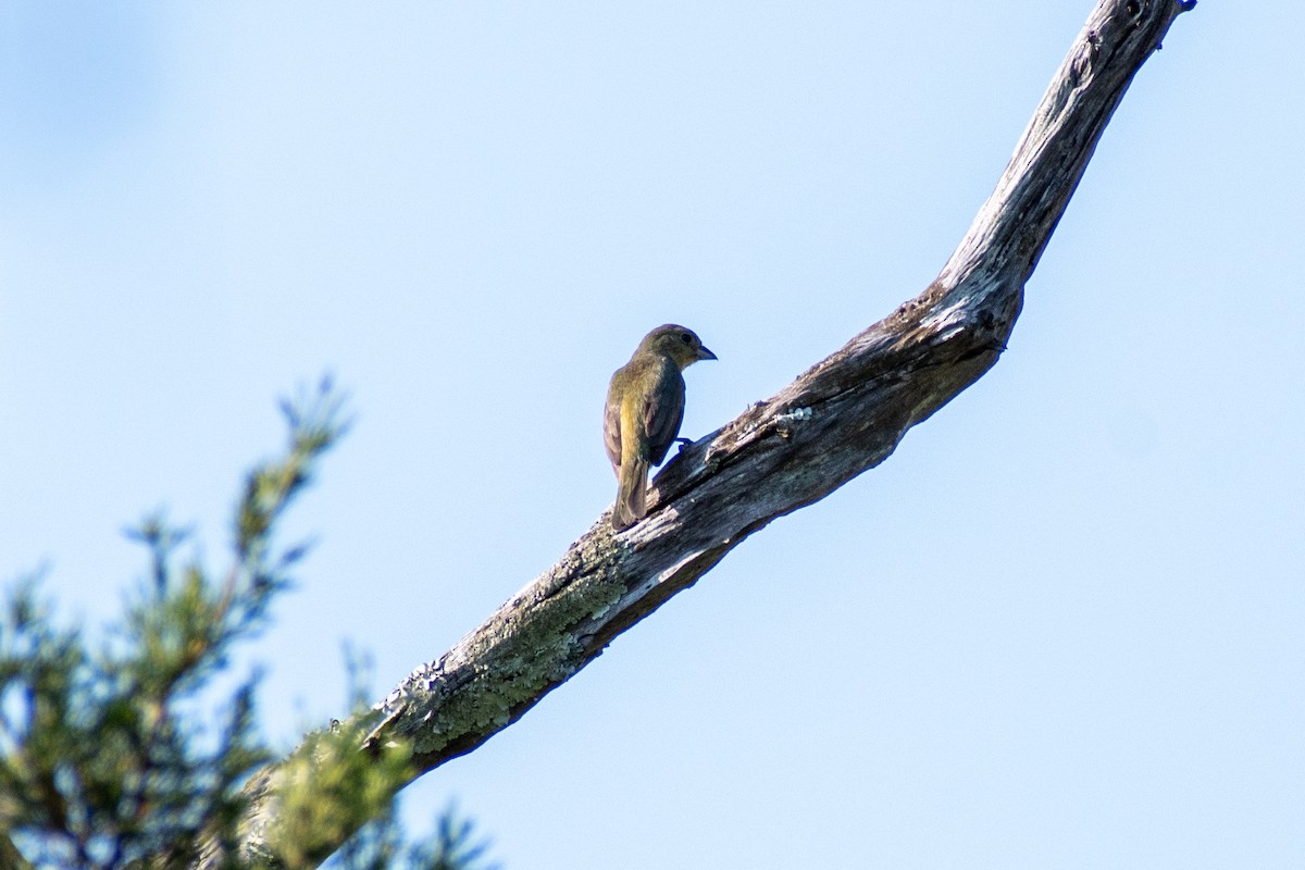 Painted Bunting - ML620450846