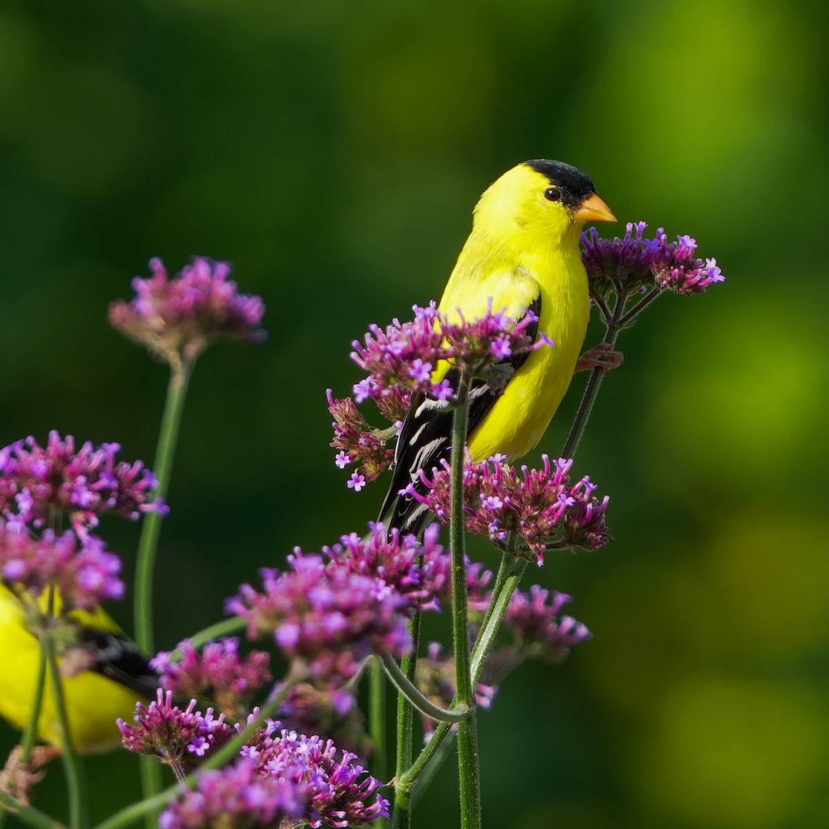 American Goldfinch - ML620450850