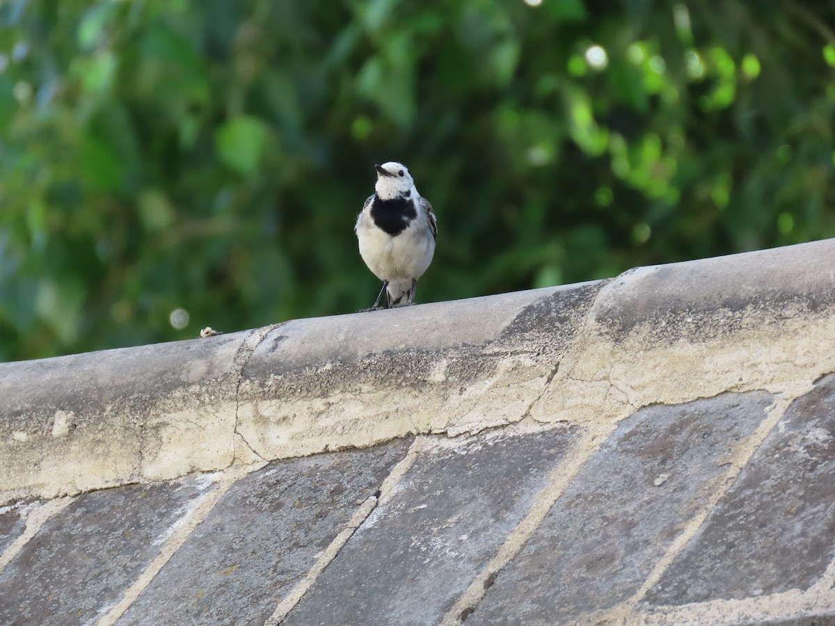 White Wagtail (Transbaikalian) - ML620450853