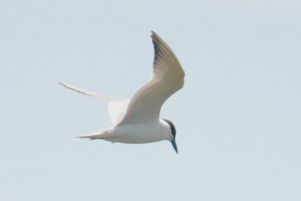 Gull-billed Tern - ML620450857
