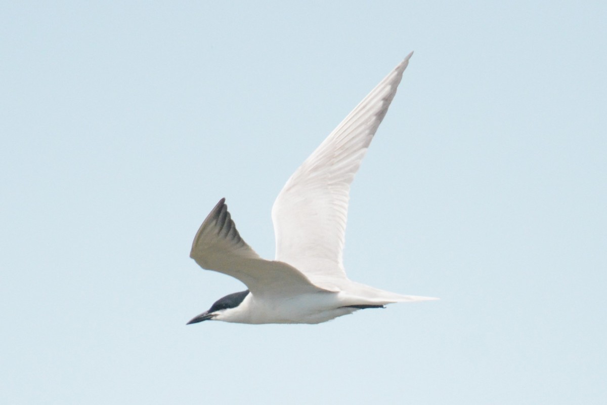 Gull-billed Tern - ML620450858