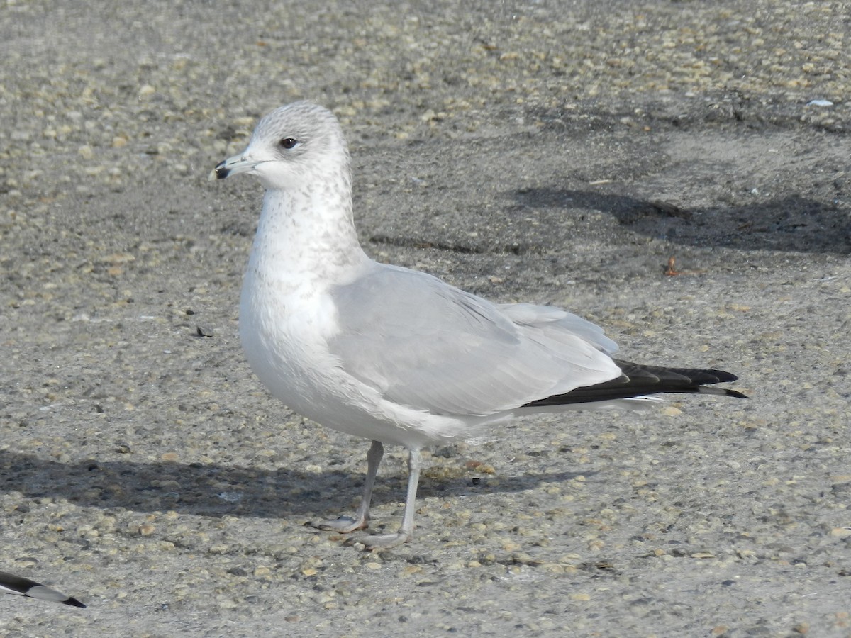 Ring-billed Gull - ML620450860