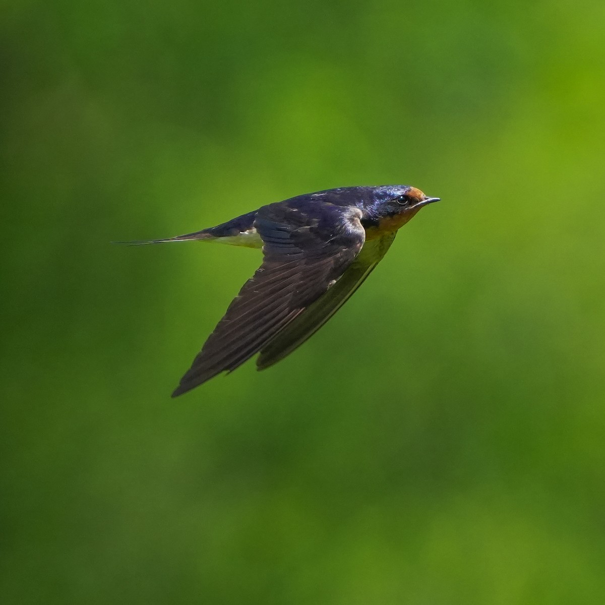 Barn Swallow - ML620450862