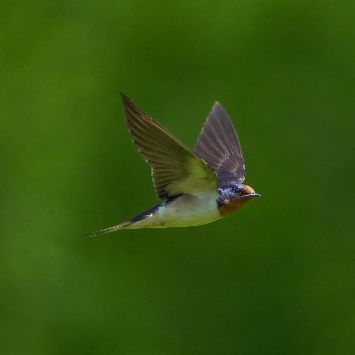 Barn Swallow - ML620450863