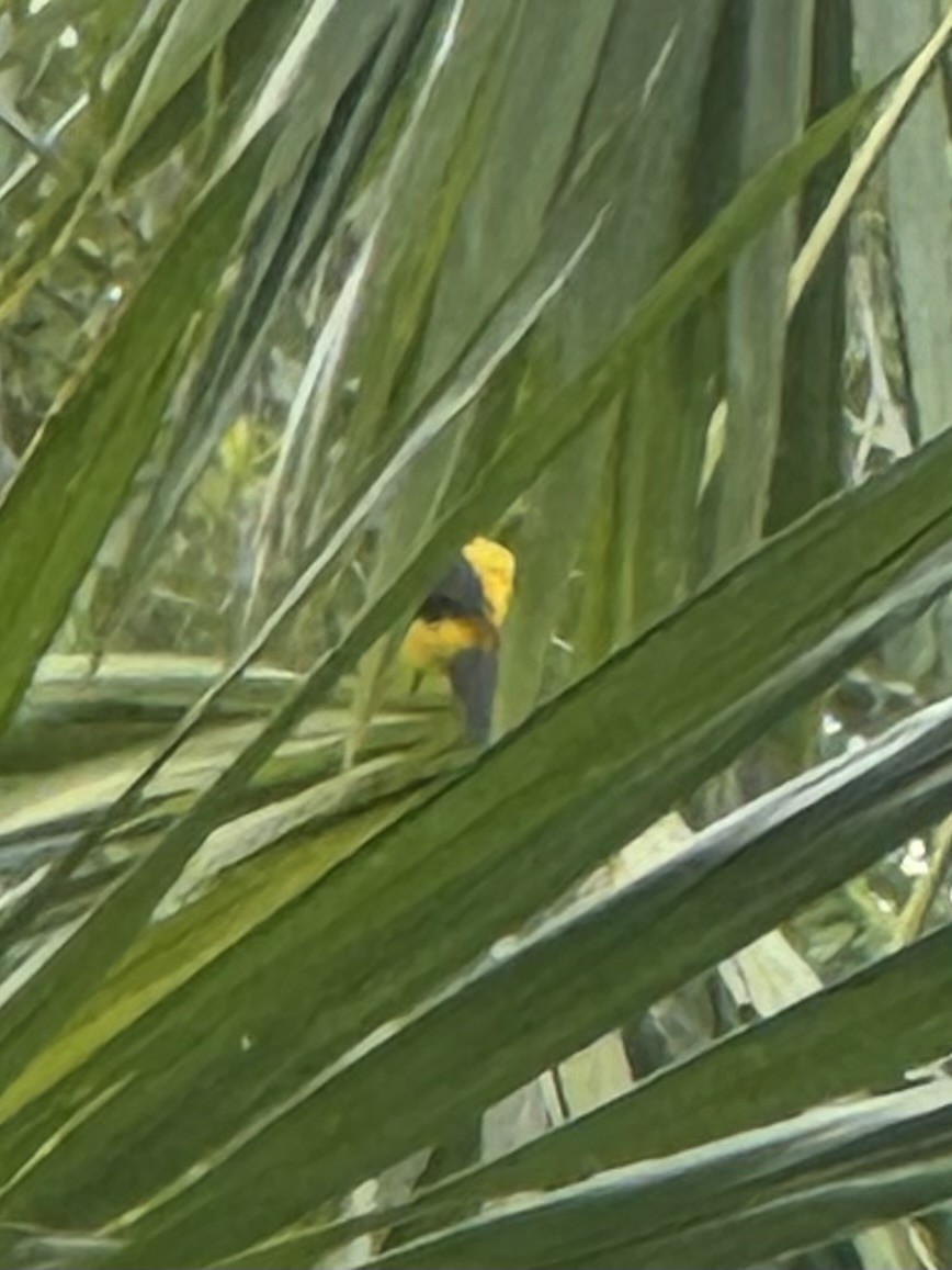 Yellow-backed Oriole - ML620450877