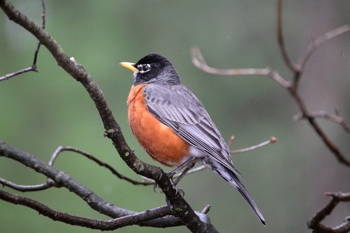 American Robin - ML620450892