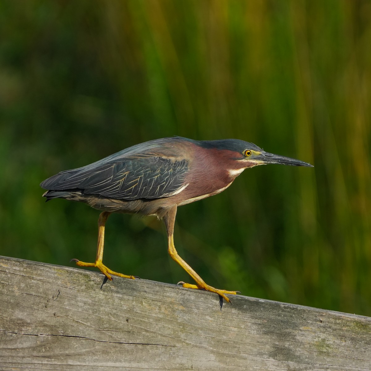 Green Heron - ML620450899