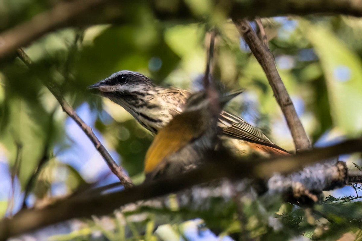 Streaked Flycatcher (Northern) - ML620450906