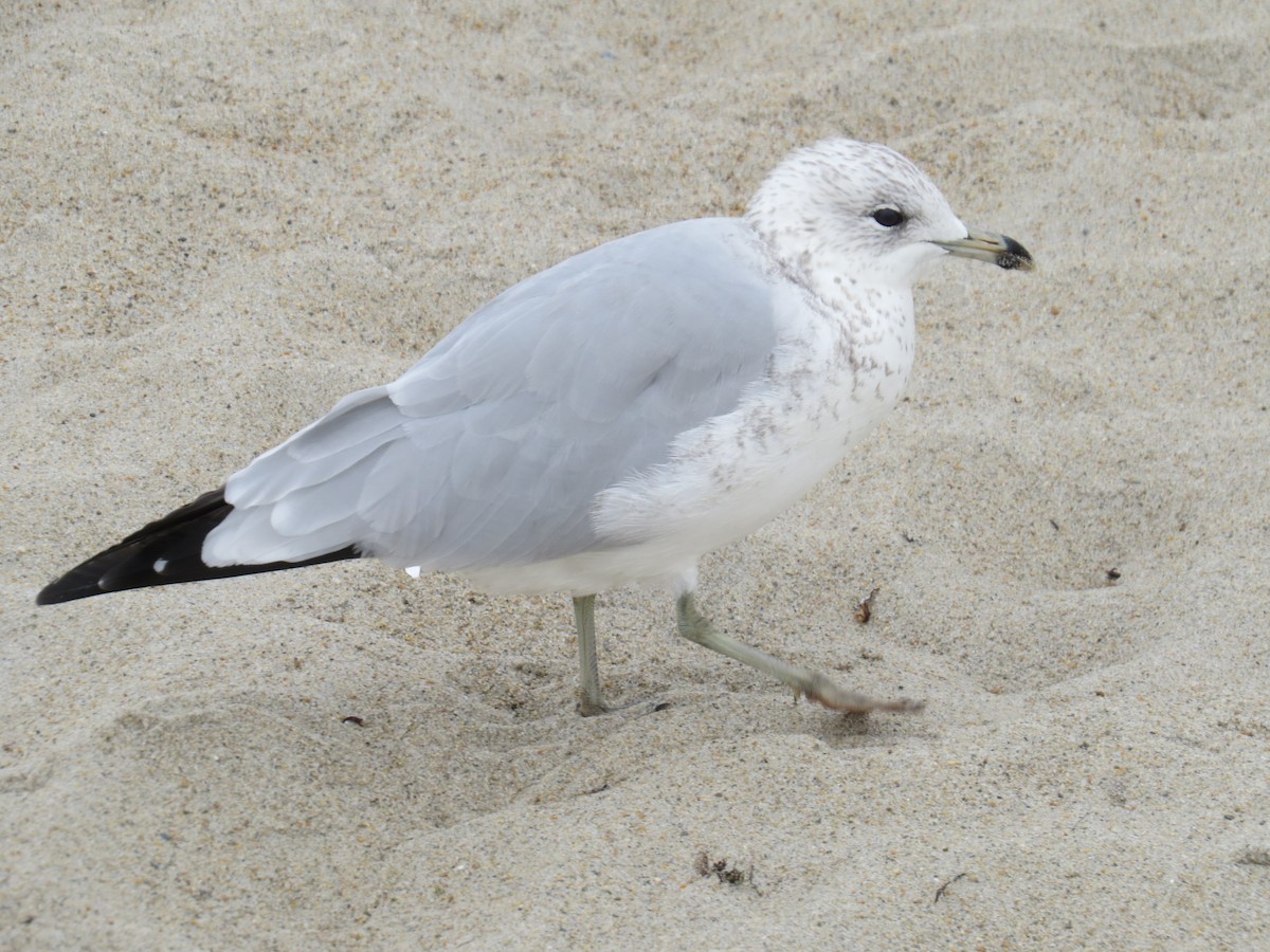 Ring-billed Gull - ML620450908