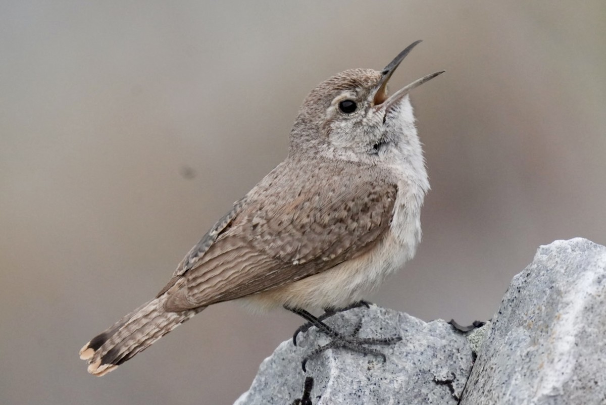 Rock Wren - ML620450914