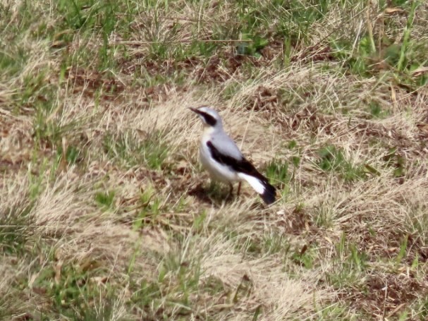 Northern Wheatear - ML620450917