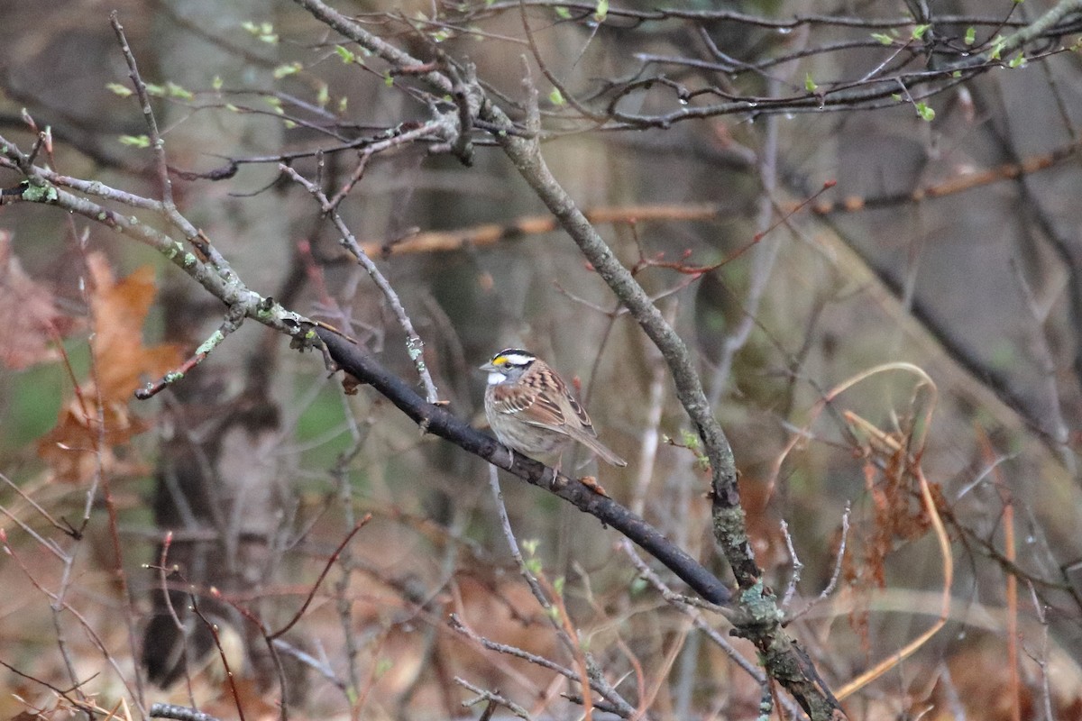 White-throated Sparrow - ML620450924