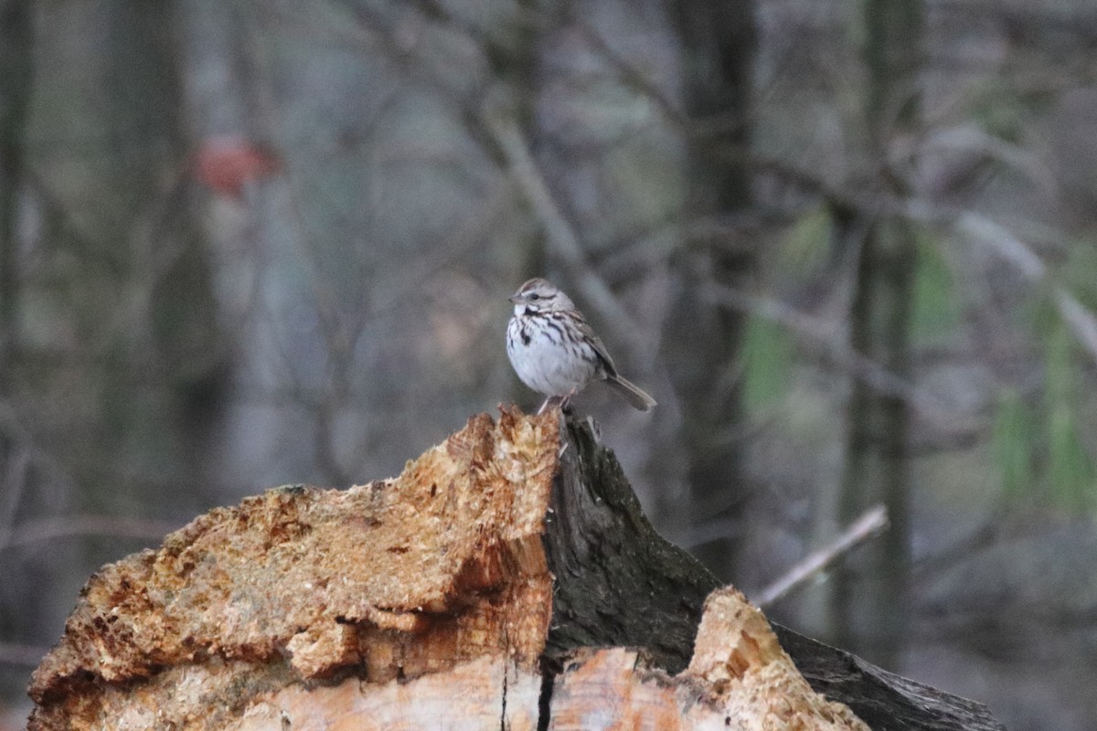 Song Sparrow (melodia/atlantica) - ML620450927