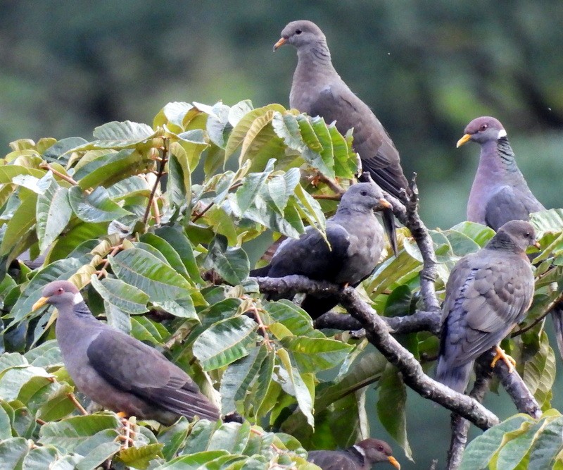 Band-tailed Pigeon - ML620450930