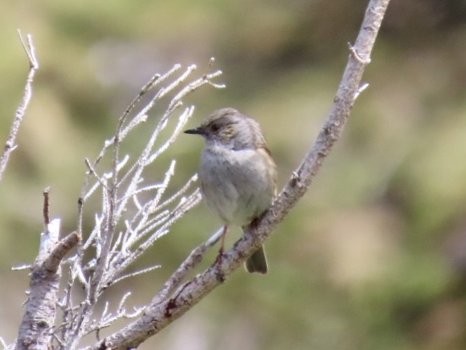 Dunnock - ML620450932