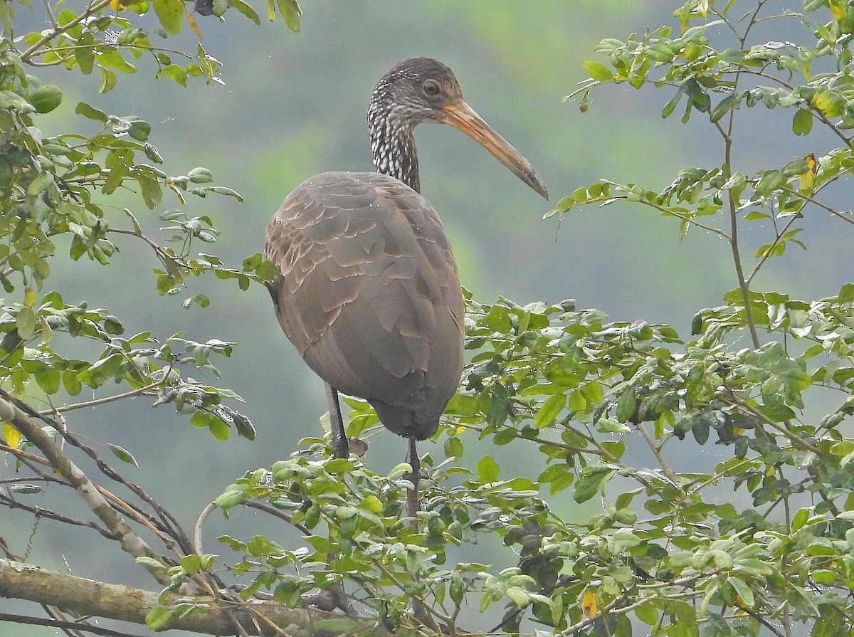 Limpkin - ML620450933