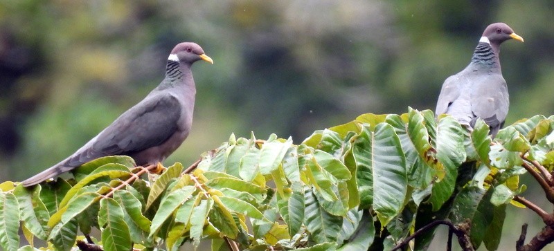 Band-tailed Pigeon - ML620450941