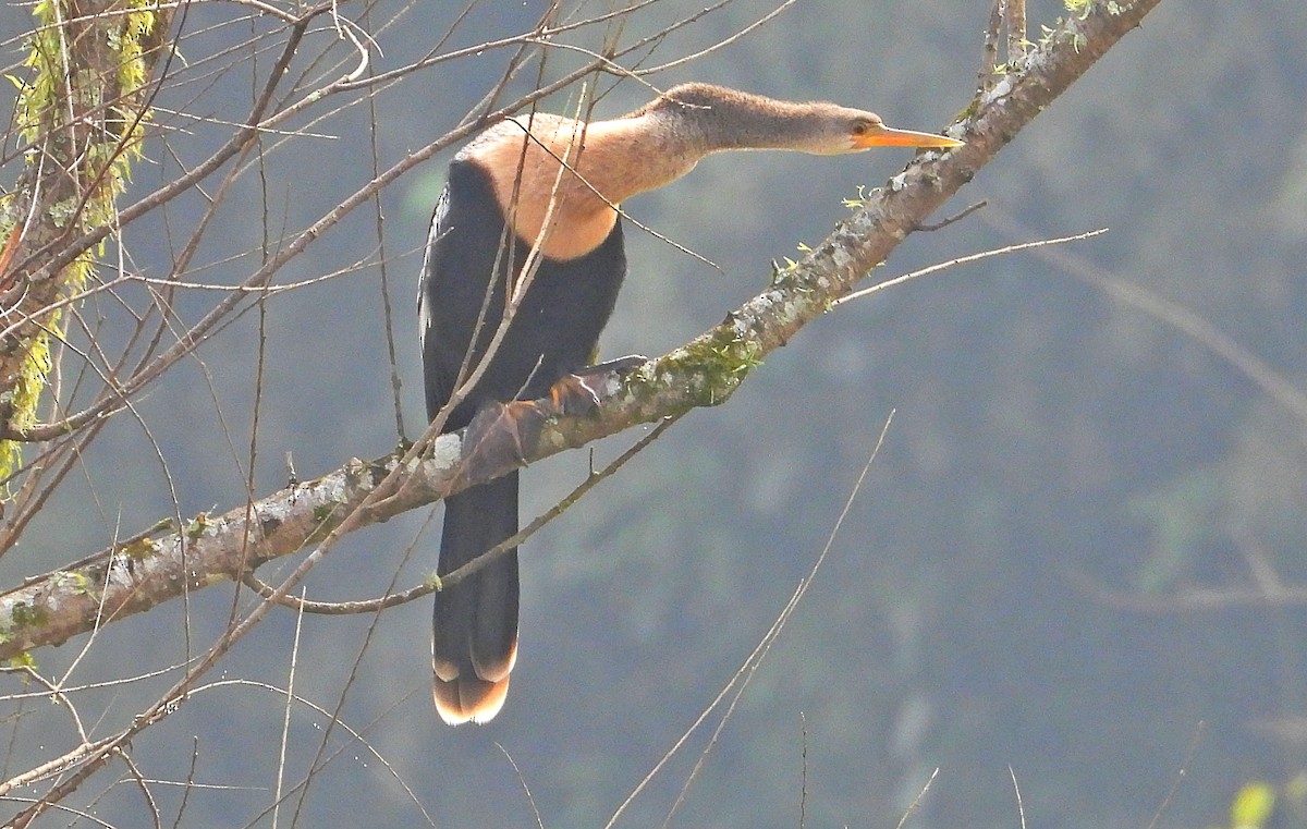 Anhinga - Miguel Angelo Biz